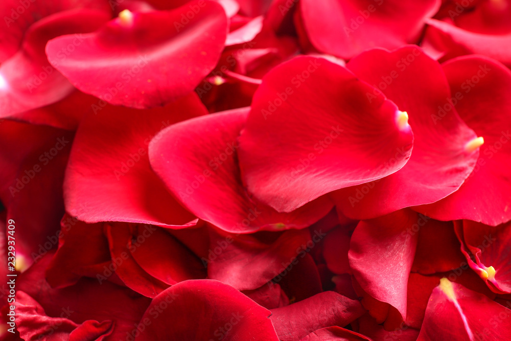 Many red rose petals, closeup Many red rose petals, closeup