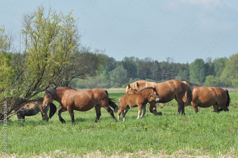Fototapeta premium Workhorse. Grazing in the pasture. Meadow in the valley of the Bug.