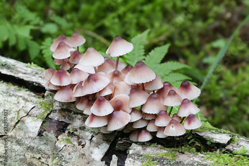 Mycena haematopus, commonly known as the bleeding fairy helmet, the burgundydrop bonnet, or the bleeding Mycena photo