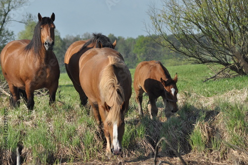 Workhorse. Grazing in the pasture. Meadow in the valley of the Bug.