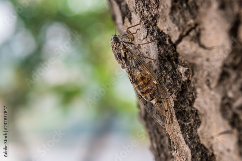 Large brown cicada climbing upstairs along the tree.
