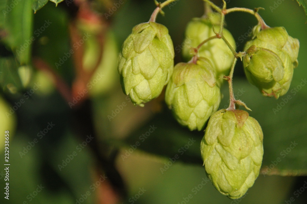 Ripening in the sun hops. Product for beer production Ripening in the sun hops. Product for beer production