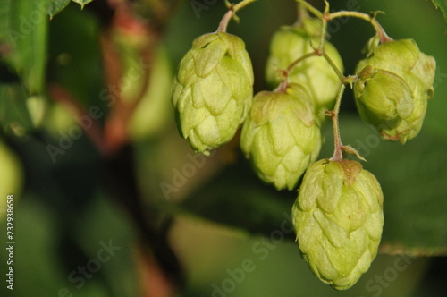 Ripening in the sun hops. Product for beer production