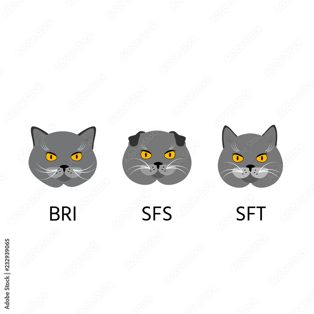 Fototapeta premium British, scottish shorthair cats, set cat face flat icon. Vector illustration.