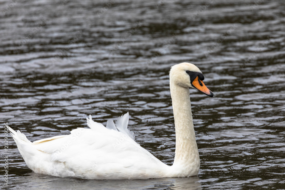Obraz premium Mute swan on water