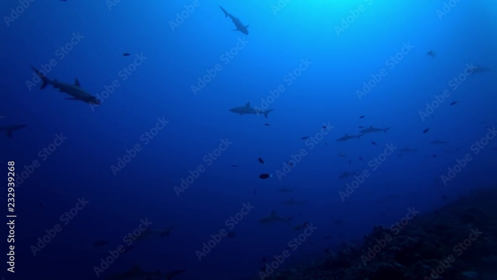 Sharks in sea, French Polynesia Sharks in sea, French Polynesia