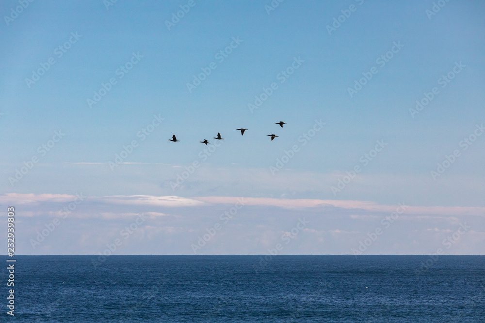 Birds flying over the Atlantic Ocean, Causeway coast, Northern Ireland, July 2018