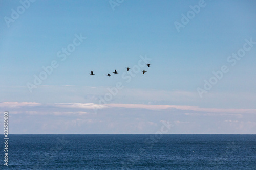 Birds flying over the Atlantic Ocean  Causeway coast  Northern Ireland  July 2018