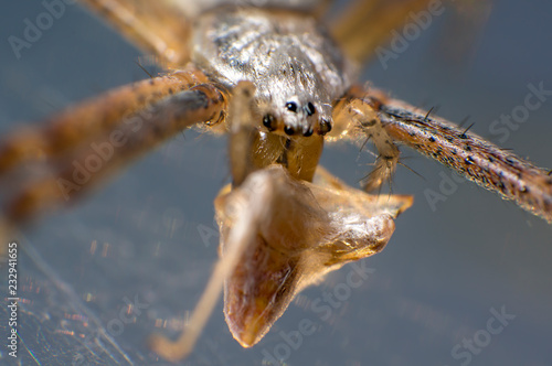 wasp spider while eating photo