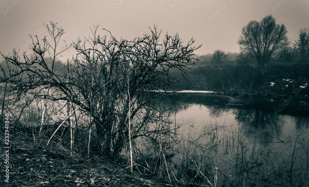 Fototapeta premium Winter forests