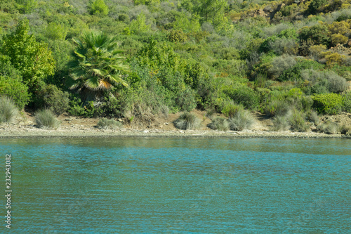 Coastline with the green forest. overgrown shore