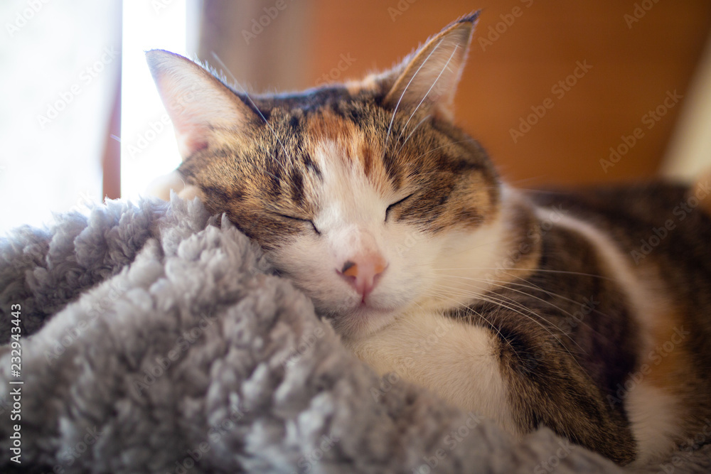 cute calico cat, sleepy triple colored cat