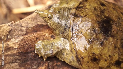 Philippine soft shelled turtle on driftwood photo