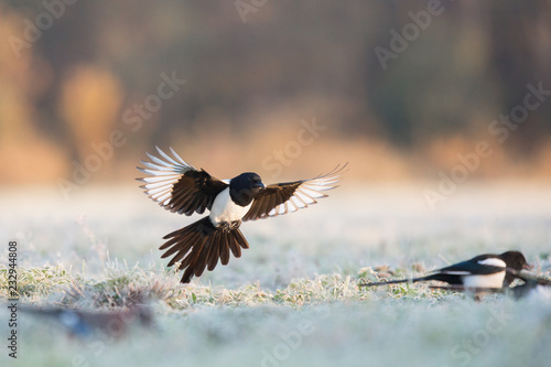 Fotografie, Obraz Birds - Common magpie (Pica pica)