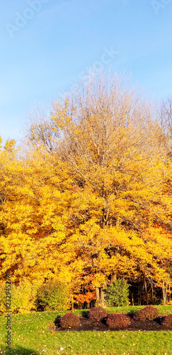 Autumn foliage in the morning sunlight.