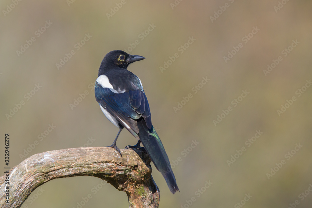 Birds - Common magpie (Pica pica) Birds - Common magpie (Pica pica)