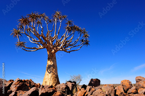 Quiver tree in Augrabies Falls National Park