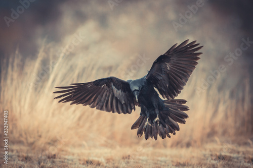 Birds - flying Black Common raven (Corvus corax) © szczepank