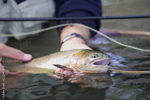 Fototapeta Naklejka Na Ścianę i Meble -  catching a Cutthroat trout by a fly fisherman