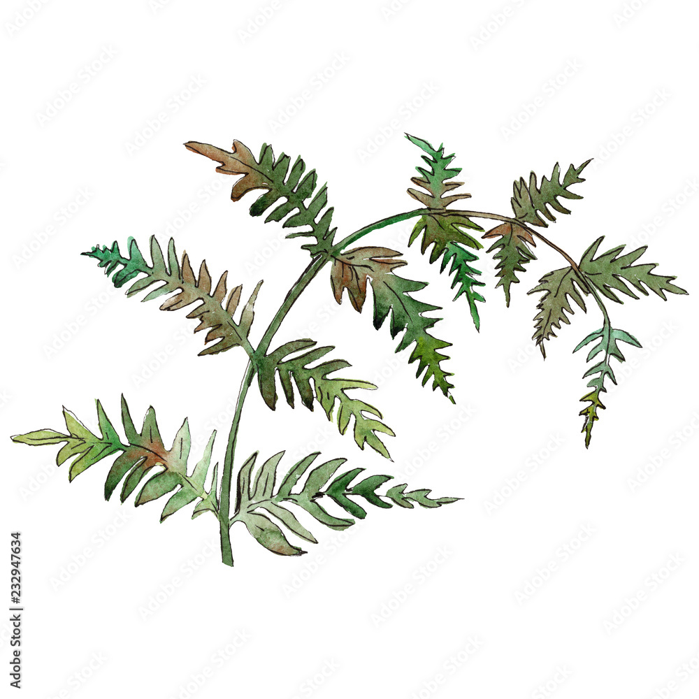 Isolated green fern illustration element. Watercolor background illustration set. Green leaf.