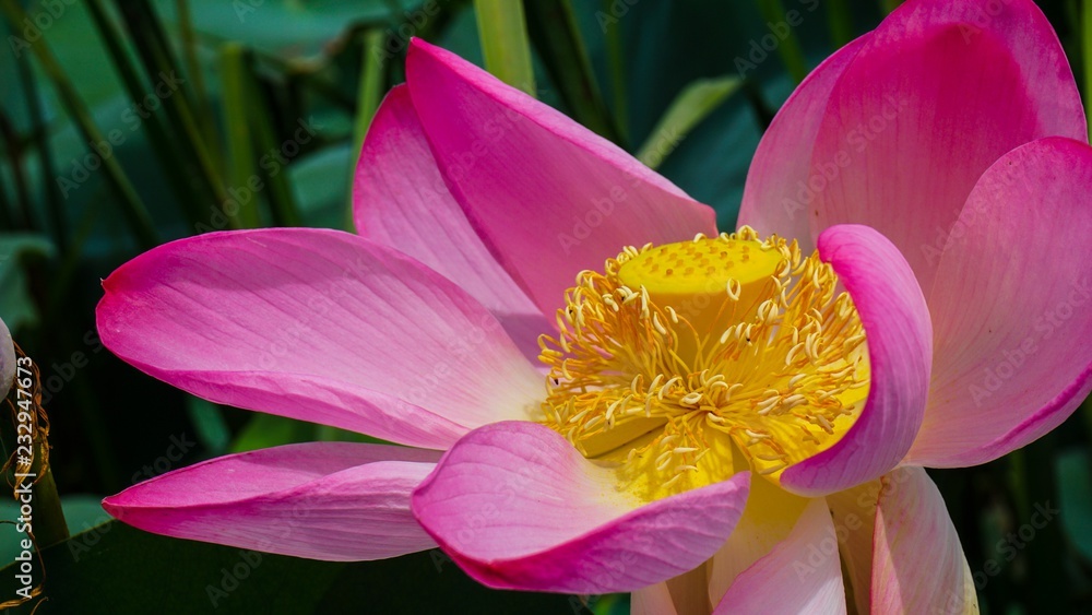 Flower of walnut Lotus (Nelumbo nucifera) Flower of walnut Lotus (Nelumbo nucifera)