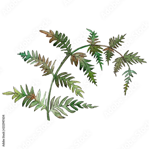 Isolated green fern illustration element. Watercolor background illustration set. Green leaf.