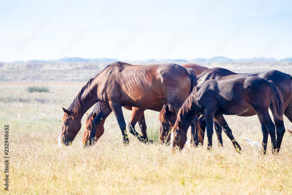 Alberese (Gr), Italy, horses grazing in the Maremma Regional Park Alberese (Gr), Italy, horses grazing in the Maremma Regional Park