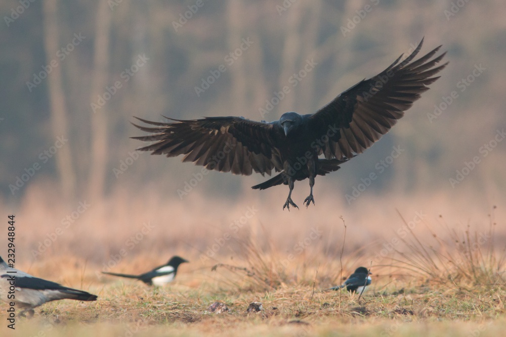 Obraz premium Birds - flying Black Common raven (Corvus corax)