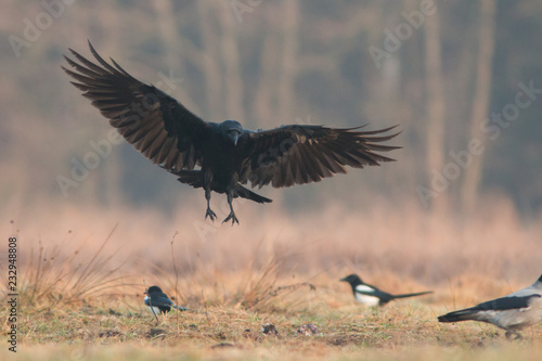 Birds - flying Black Common raven (Corvus corax) © szczepank