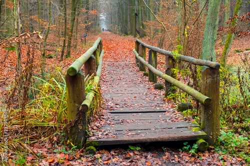 Autumn landscape of a foggy wood and a wooden footbridge over swamps in Kabacki Forest near Warsaw, Poland. photo