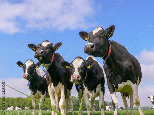 Four dairy cows, black and white Holsteins, standing in line in a meadow, with ear tags and collars with tags, at the background a herd of cows under a blue sky. photo