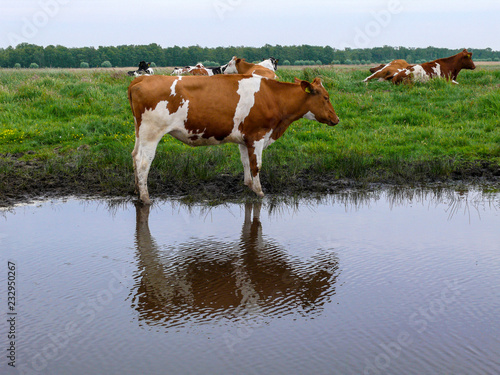 Red and white cow stands next to a creek, reflection of the cow in the water, with more cows at the background on a gray day with gray sky.