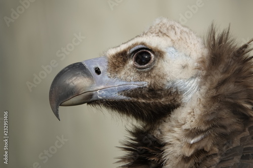 Headshot of a cinereous vulture.