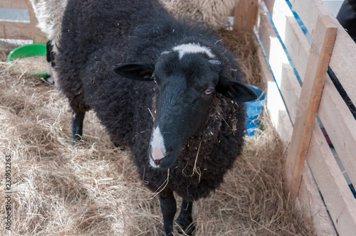 Black sheep on a farm close up
