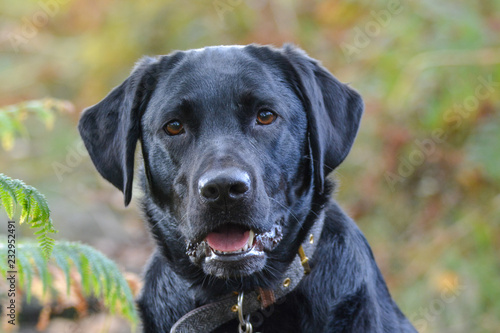Black Labrador