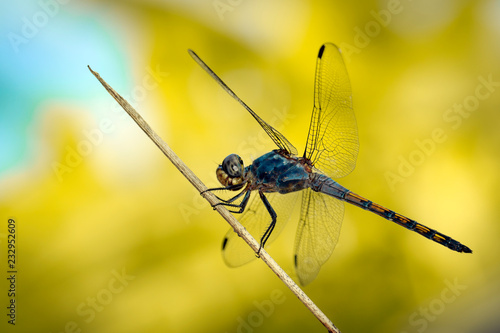 Image of Blue Chaser dragonfly(Potamarcha congner) on a branch on nature background. Insect. Animal photo