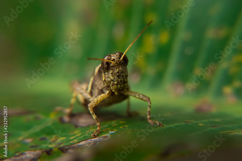 Grasshopper on leaf staring at viewer