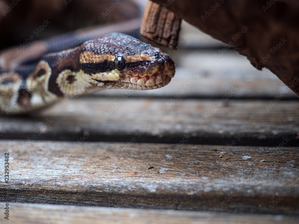 Fototapeta premium Junge Boa