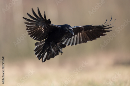 Birds - flying Black Common raven (Corvus corax)