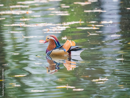 Mandarin Duck