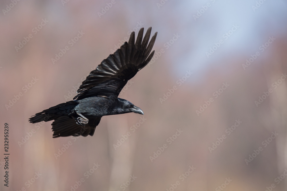 Fototapeta premium Birds - flying Black Common raven (Corvus corax)