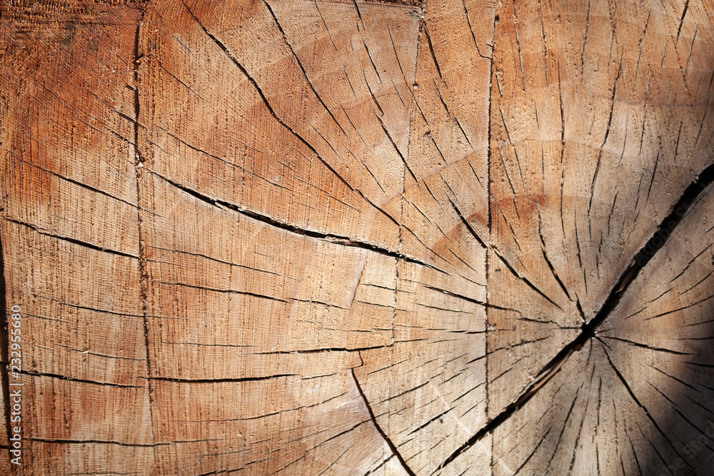 Fototapeta premium texture of the cut tree stumps