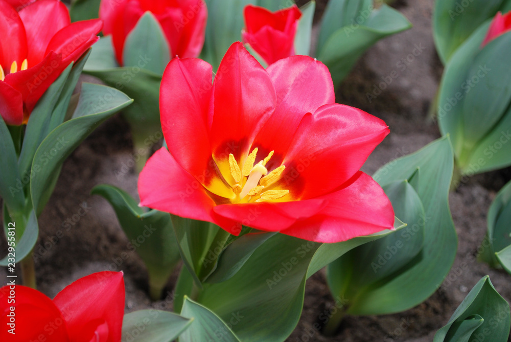 Tulip Portland (Greigii Group) grown in flowerbed. Spring time in Netherlands. Tulip Portland (Greigii Group) grown in flowerbed. Spring time in Netherlands.