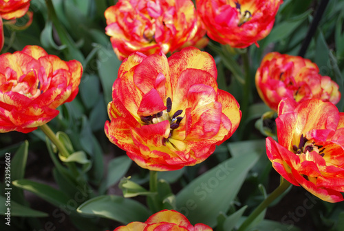 Tulips Sundowner  Double Late Group  grown in flowerbed. Spring time in Netherlands. 