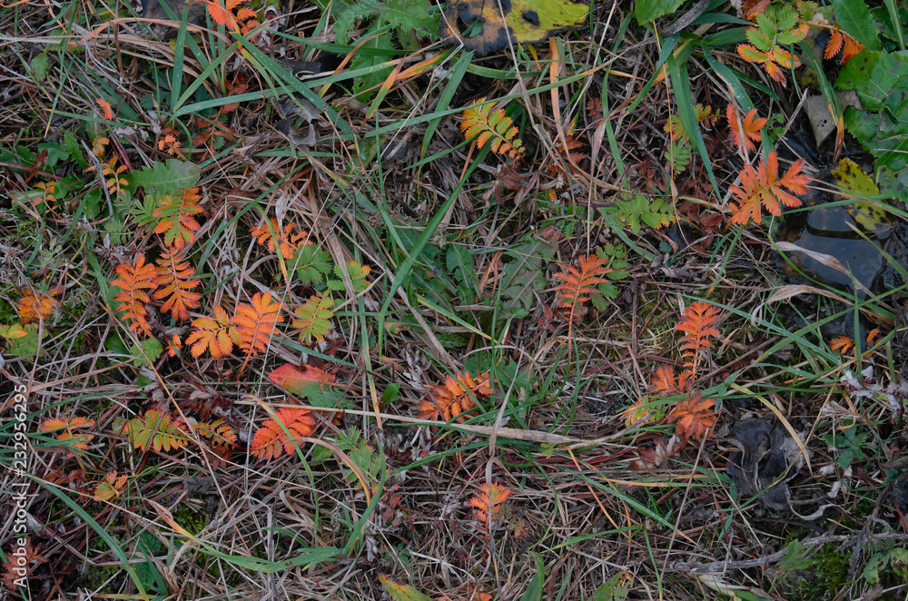 autumn grass and bright leaves autumn grass and bright leaves