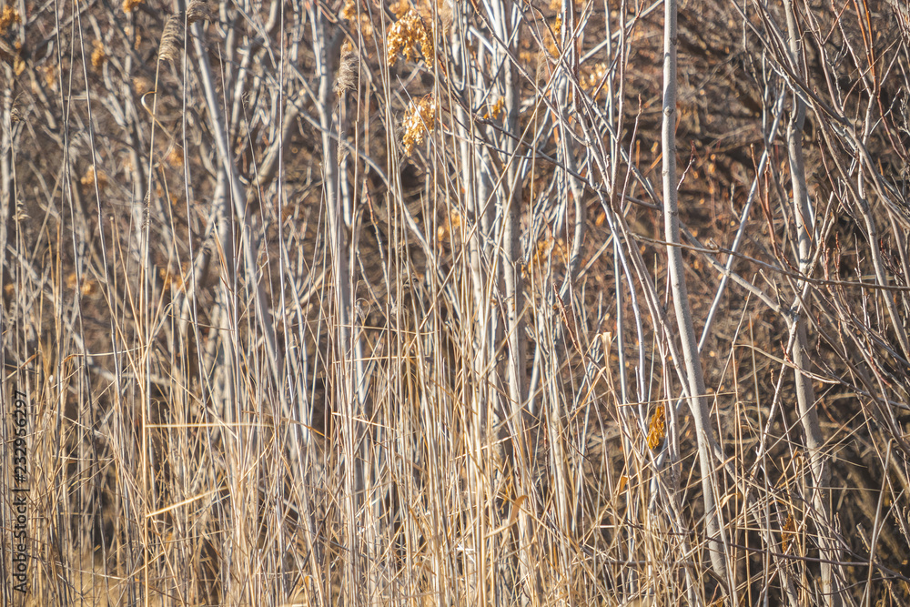 Fototapeta premium dry grass. autumn