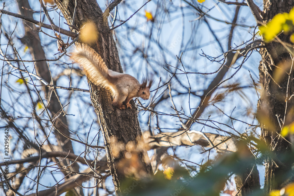 squirrel jumping on an autumn tree