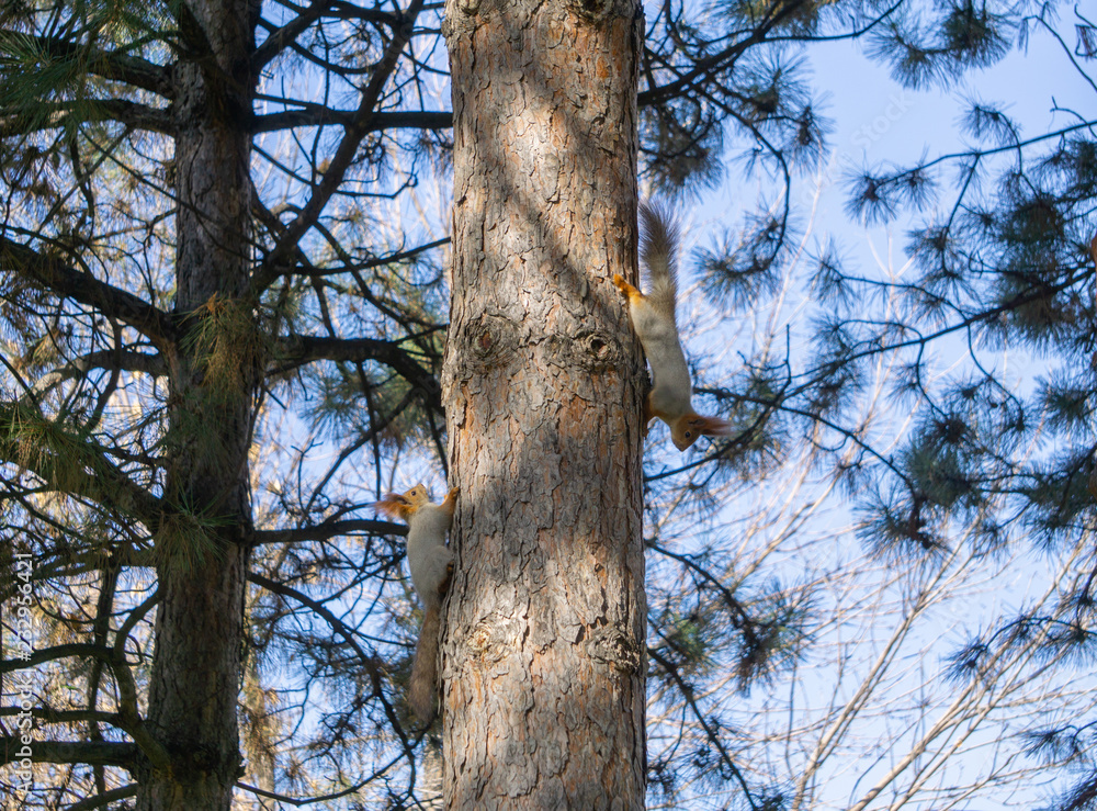 Fototapeta premium Two squirrels on a tree
