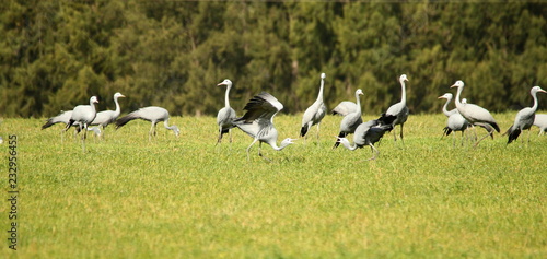 A flock of Blue Cranes standing in a lucerne field with two birds displaying in the foreground. © Lynette