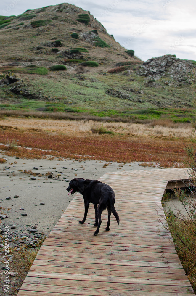 Landscape photography of one of the most beautiful beaches in Menorca with a dog running down the wooden path Landscape photography of one of the most beautiful beaches in Menorca with a dog running down the wooden path